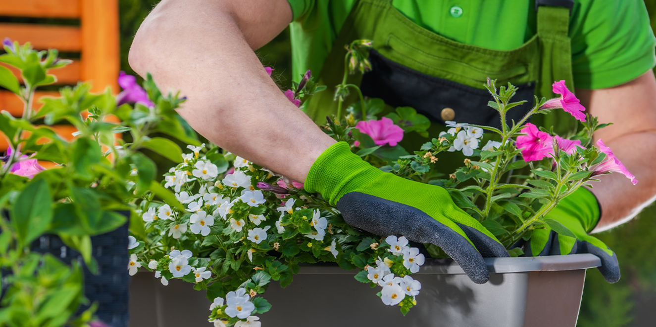 Commercial Seasonal Color Flower Planting Everett